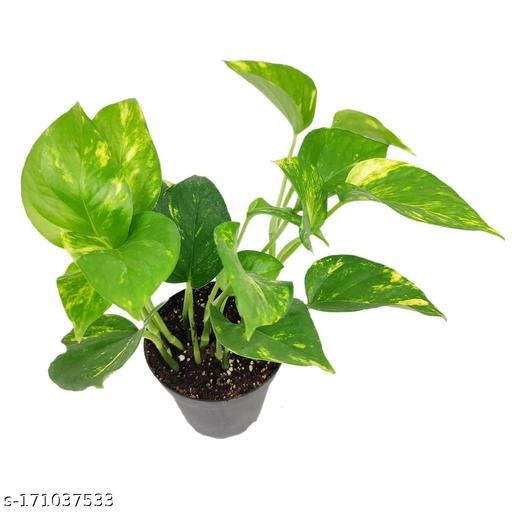 Money Plant