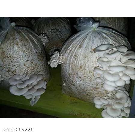 Monday Square Generation one High Yield Oyster Mushroom Spawn/seed pack